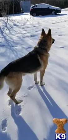 German Shepherd stud dog