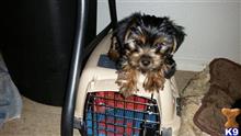 yorkshire terrier puppy posted by kirkjose1
