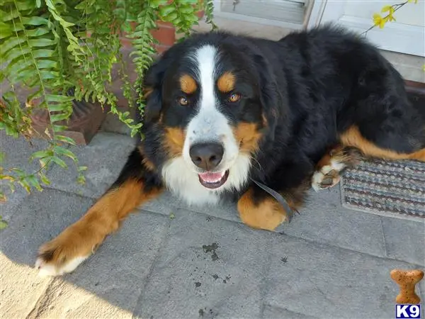 Bernese Mountain Dog