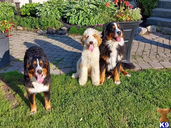 Bernese Mountain Dog stud dog