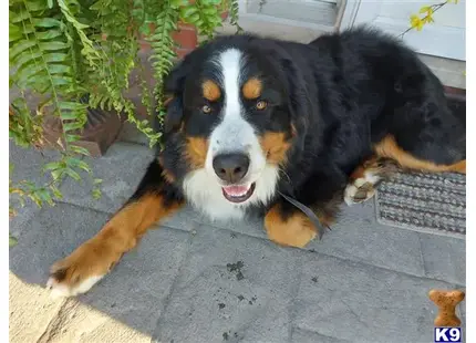 Bernese Mountain Dog