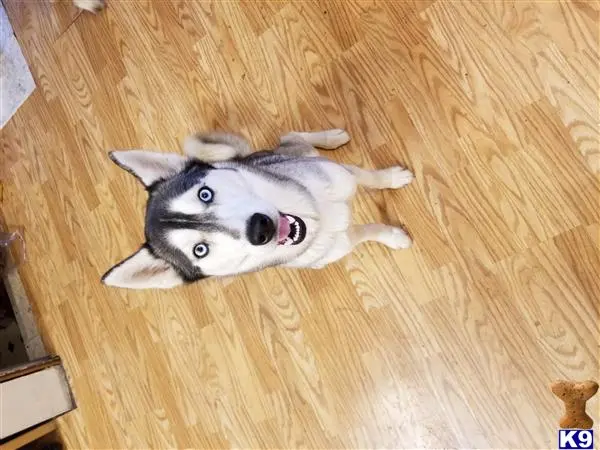 Siberian Husky