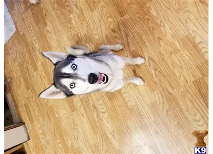 Siberian Husky