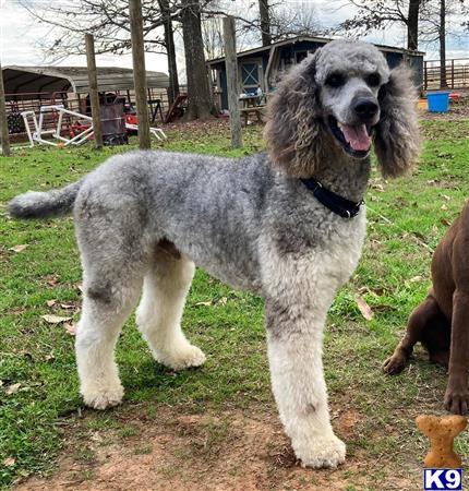 a poodle dog standing on grass