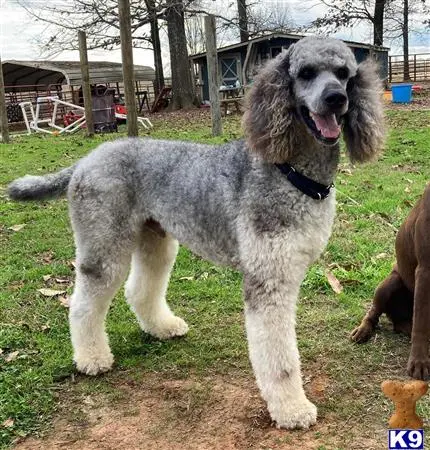 Poodle stud dog