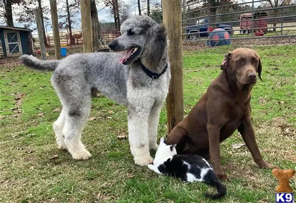 Poodle stud dog