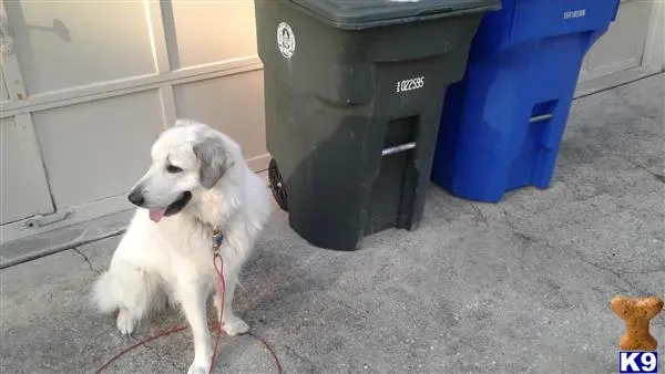 Great Pyrenees