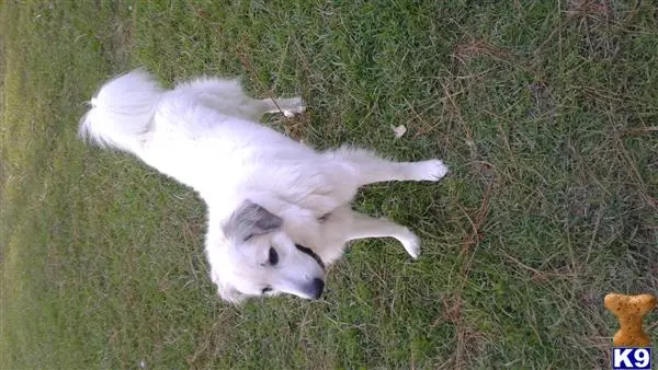 Great Pyrenees female dog