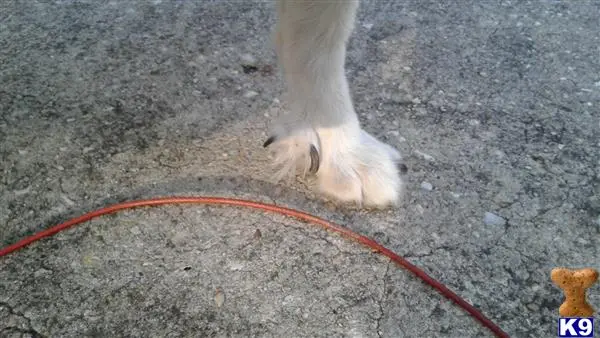 Great Pyrenees female dog