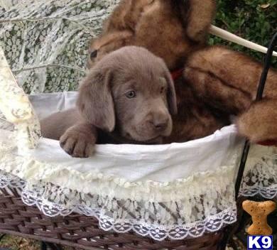 labrador retriever puppy posted by kjbjenkins