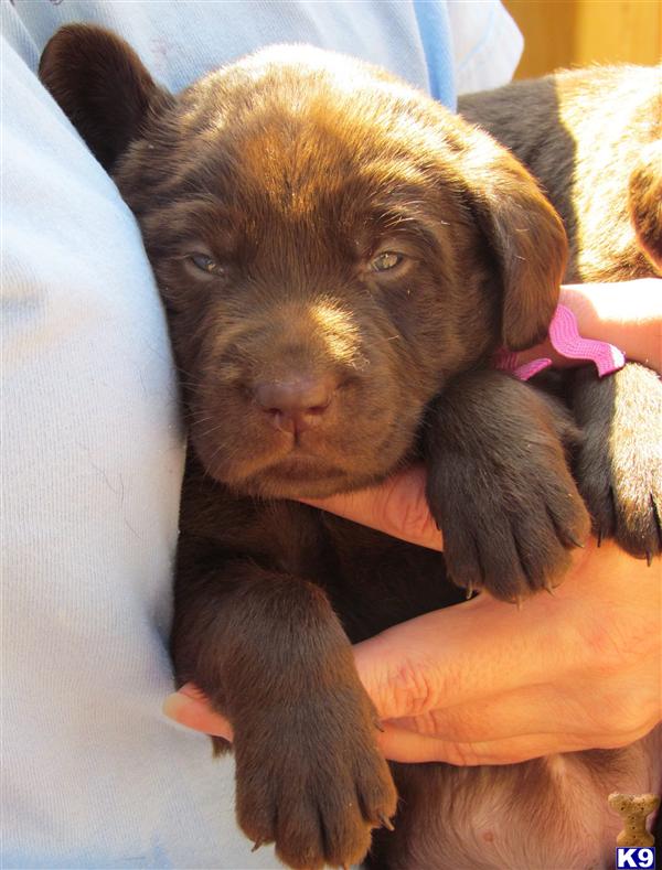 labrador retriever puppy posted by kjbjenkins