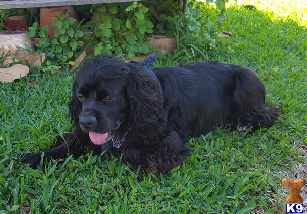 a black american cocker spaniel dog lying in the grass