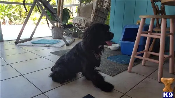 American Cocker Spaniel stud dog