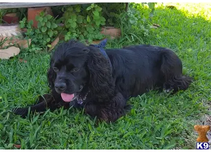 American Cocker Spaniel