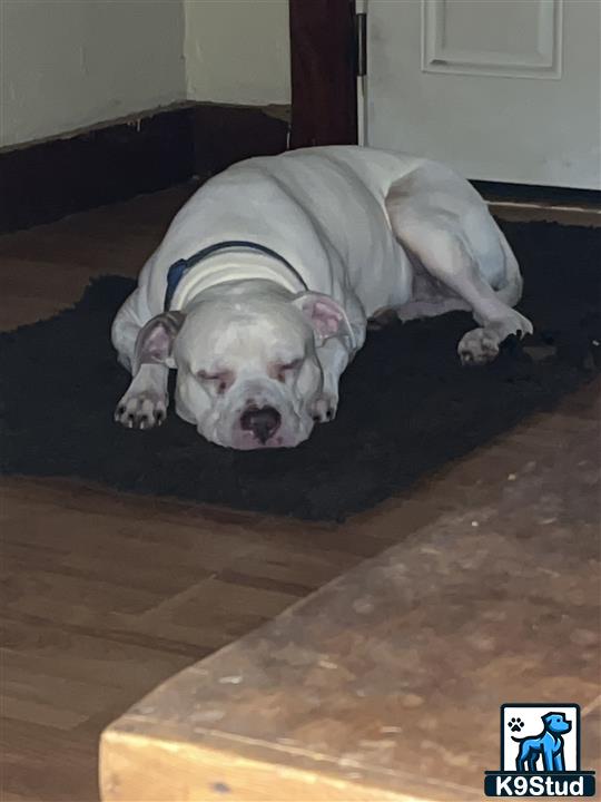 a american pit bull dog lying on a rug