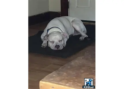 a american pit bull dog lying on a rug