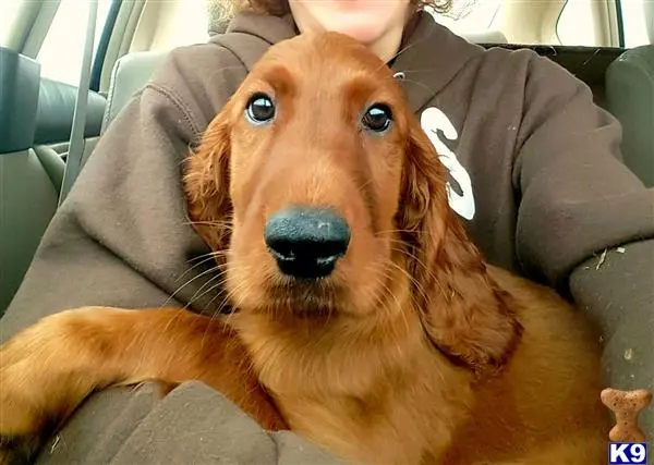 Irish Setter stud dog