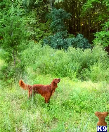 Irish Setter stud dog