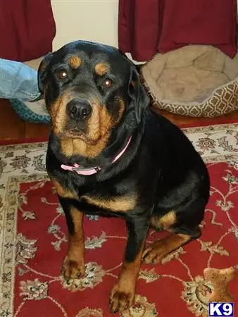 Rottweiler female dog