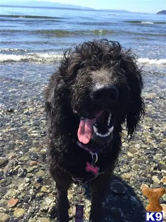 Labradoodle female dog