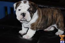 english bulldog puppy posted by kkent315
