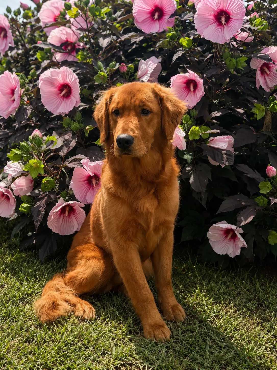 Golden Retriever stud dog: Golden Retriever sitting among pink hibiscus flowers