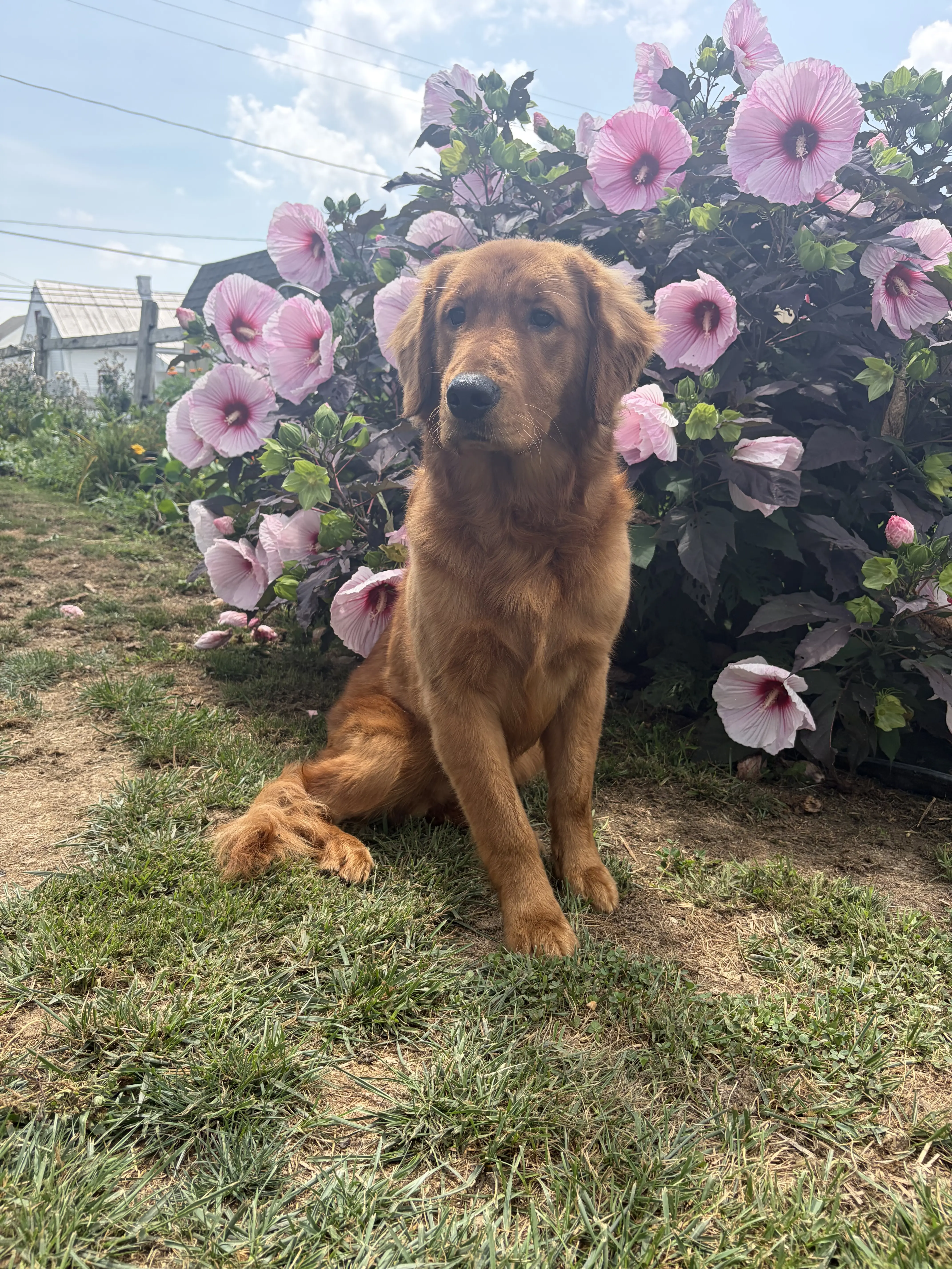 Golden Retriever stud dog: Golden Retriever sitting among pink flowers in a garden