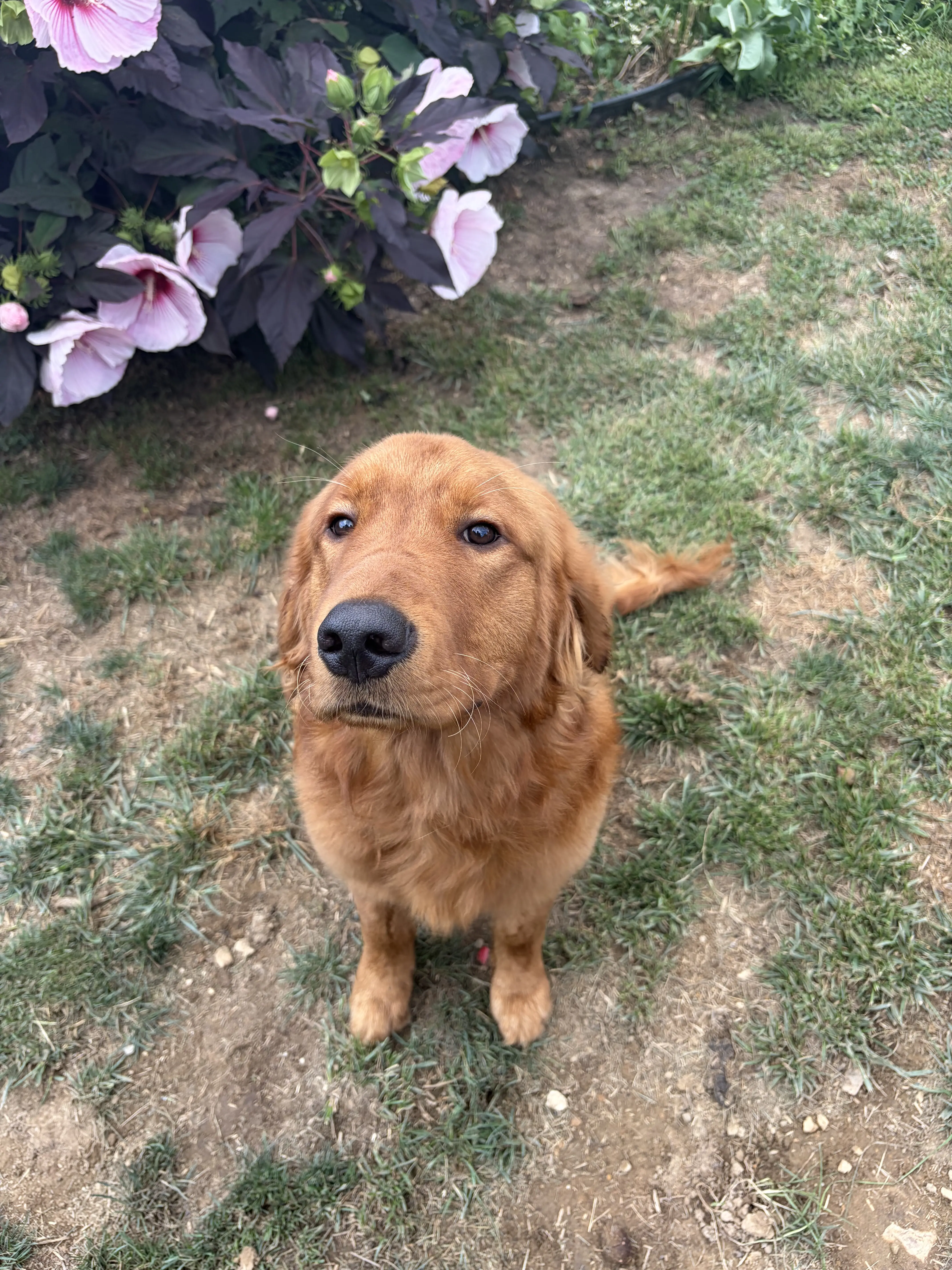 Golden Retriever stud dog: Golden Retriever with a wavy golden coat sitting in a garden