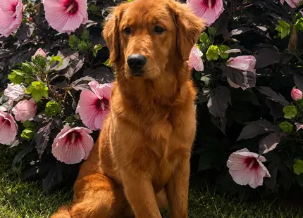 Golden Retriever stud dog: Golden Retriever sitting among pink hibiscus flowers