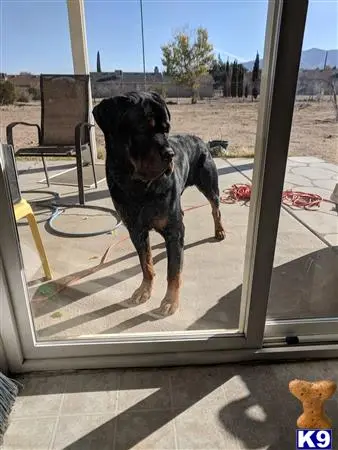 Rottweiler stud dog