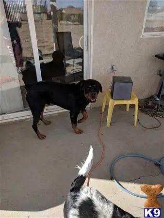 Rottweiler stud dog