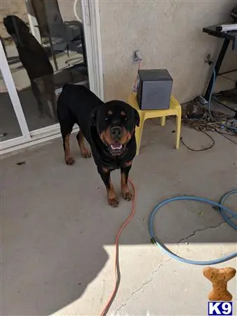 Rottweiler stud dog