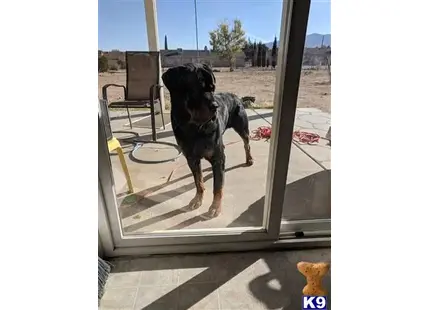 Rottweiler