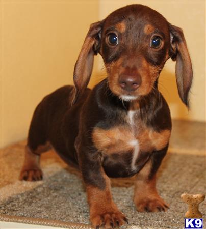 Dachshund Puppy for Sale: Chance 5 Years old