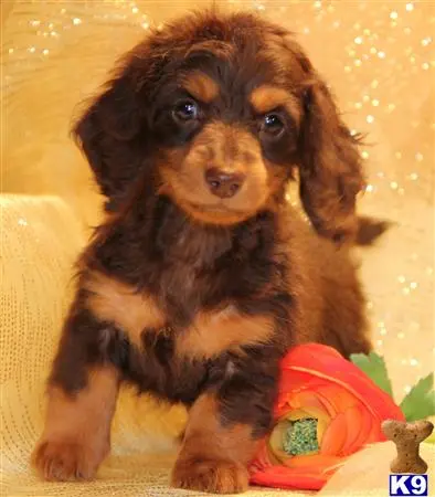 Dachshund