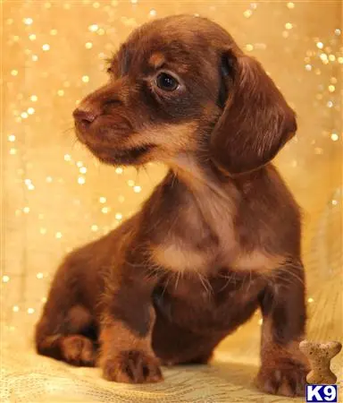 Dachshund