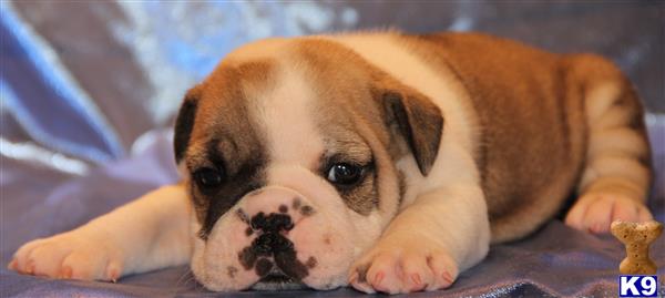 english bulldog puppy posted by kkzlm5