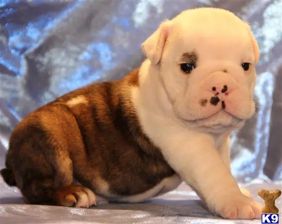 English Bulldog