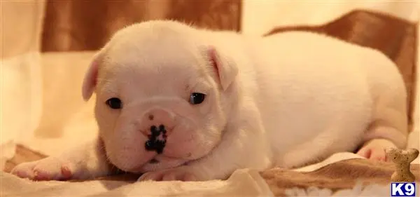 English Bulldog