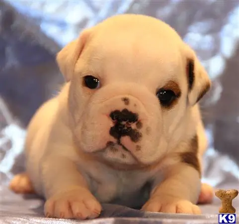 English Bulldog