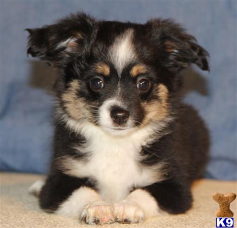 australian shepherd puppies for sale colorado miniature australian shepherd puppies for sale in colorado australian shepherd puppies for sale colorado miniature australian shepherd puppies for sale in colorado