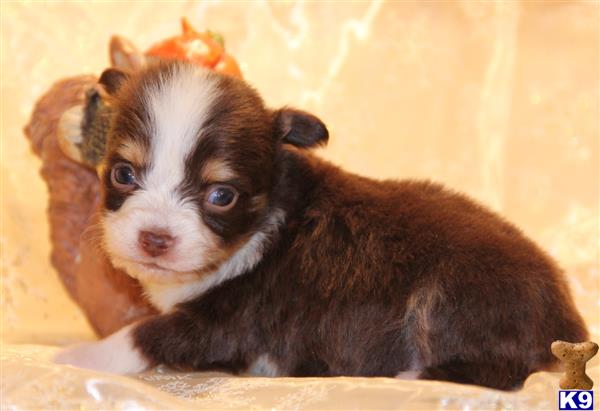 miniature australian shepherd puppy posted by kkzlm5