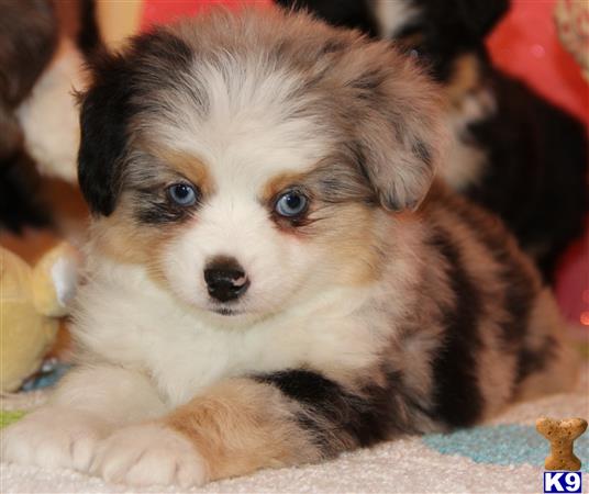 miniature australian shepherd puppy posted by kkzlm5