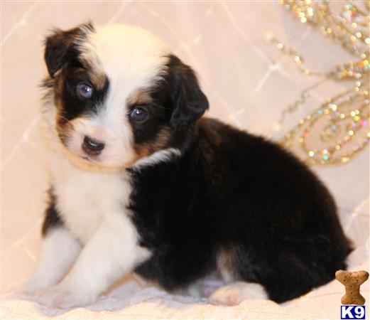 miniature australian shepherd puppy posted by kkzlm5