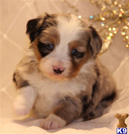 miniature australian shepherd puppy posted by kkzlm5