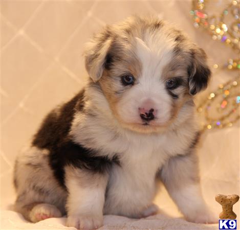 miniature australian shepherd puppy posted by kkzlm5