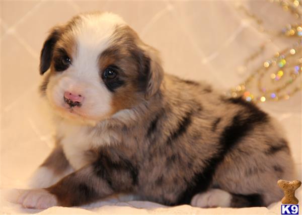miniature australian shepherd puppy posted by kkzlm5