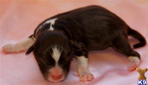 miniature australian shepherd puppy posted by kkzlm5