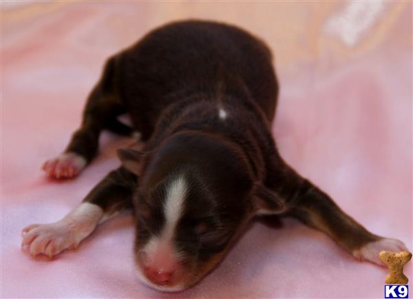 miniature australian shepherd puppy posted by kkzlm5
