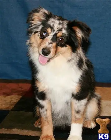 Miniature Australian Shepherd